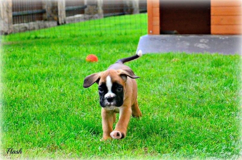 6 weeks